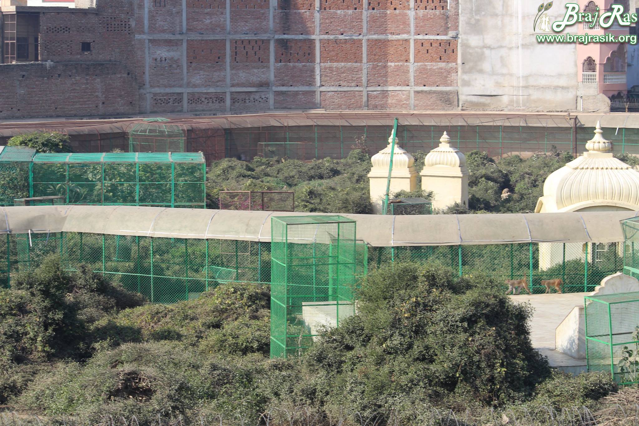 View of path inside Sewa Kunj from Kishor Van, Vrindavan
