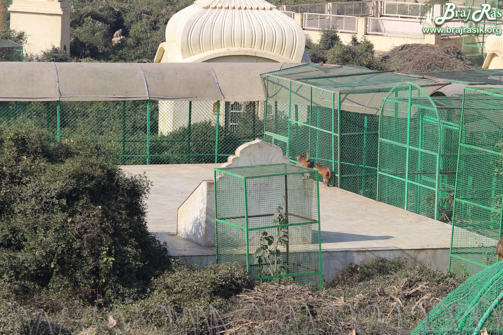 A close nice view of Maharaas Sthali in Sewa Kunj from Kishor Van, Vrindavan