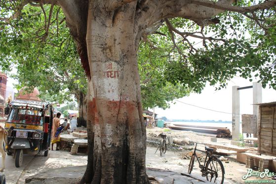 "Shri Radha" name written on a tree near yamanu ji at parikrama marg, Vrindavan.