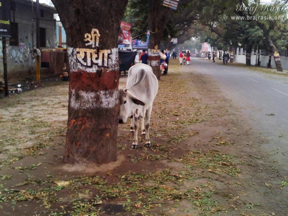 इस्कॉन मंदिर, वृंदावन के पास एक पेड़ पर लिखा "श्री राधा" नाम।