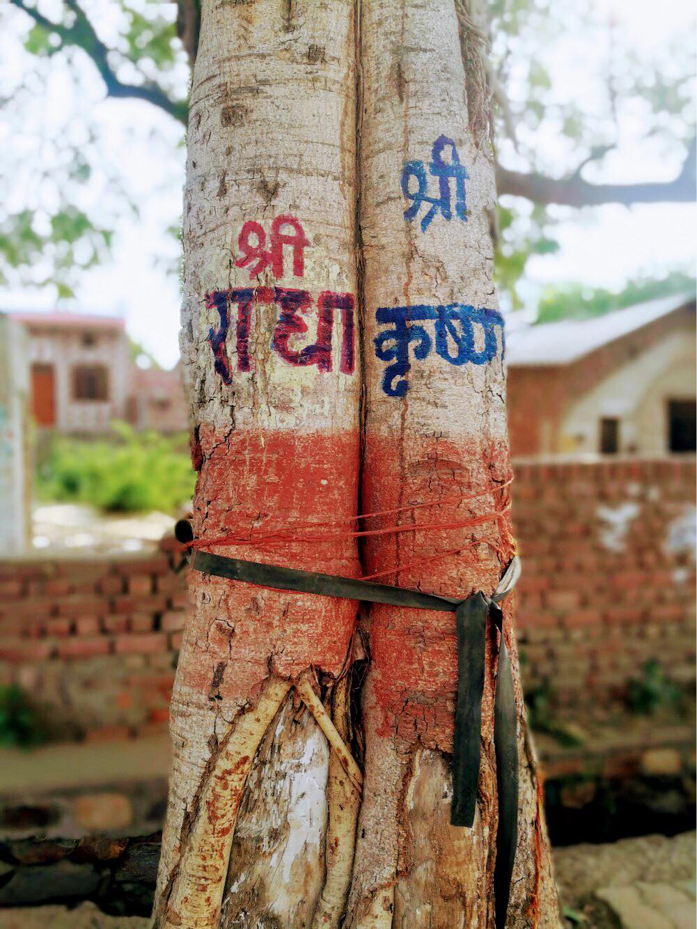 "Shri Radha" and "Shri Krishna" name written on the tree in Vrindavan.
