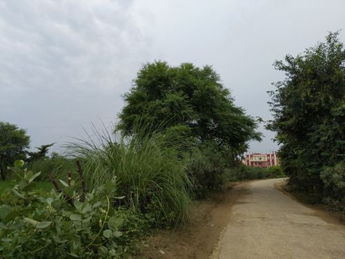 Way towards Rawal, Braj.