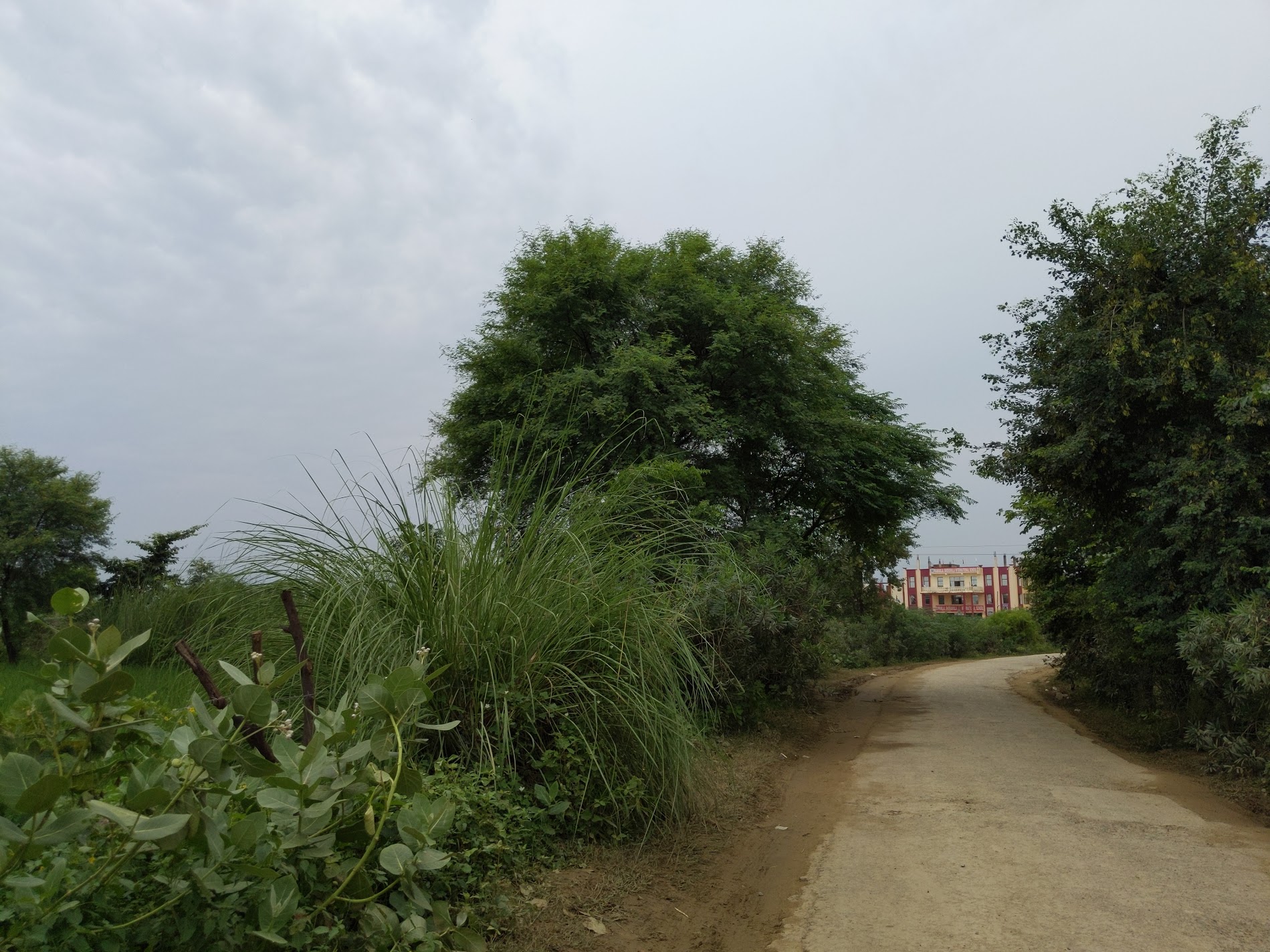 Way towards Rawal, Braj.
