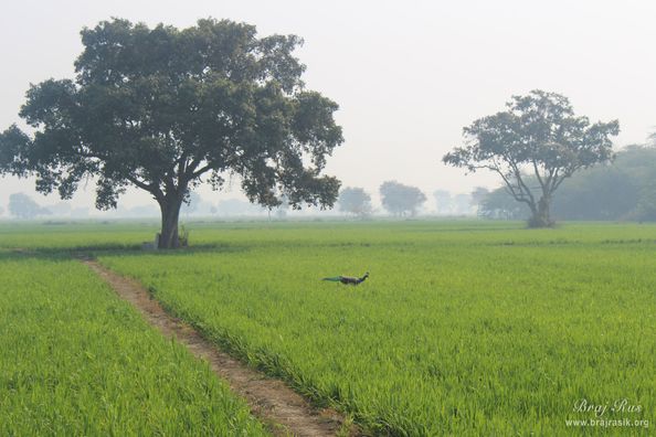 Peacock near Tera Kadamba, Braj. 
