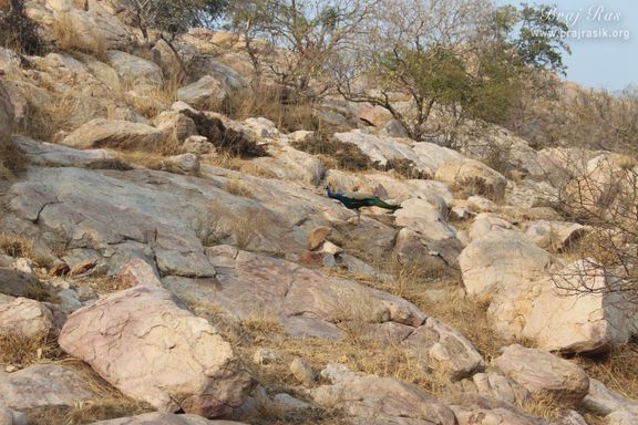 A nice view of a peacock on mountain rocks at Shri Kedarnath, Braj.