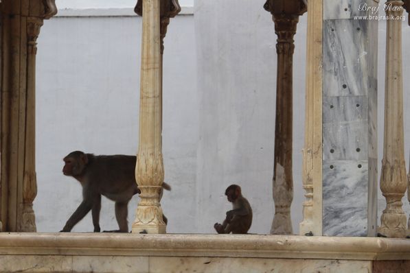 Monkeys roaming at Shahji temple, Vrindavan
