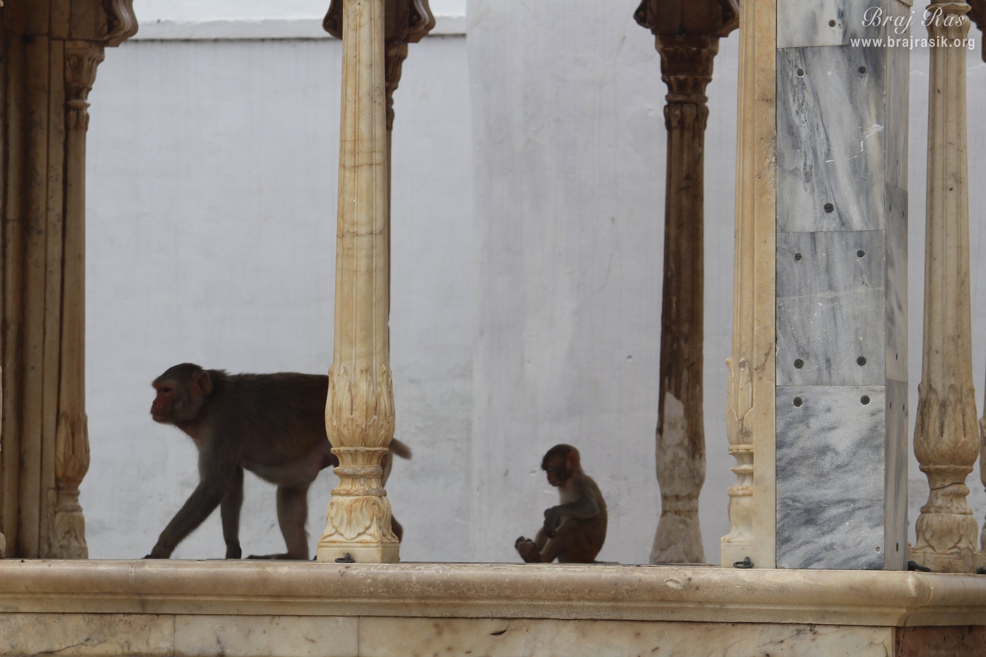 शाहजी मंदिर, वृंदावन में घूम रहे बंदरों का दृश्य 