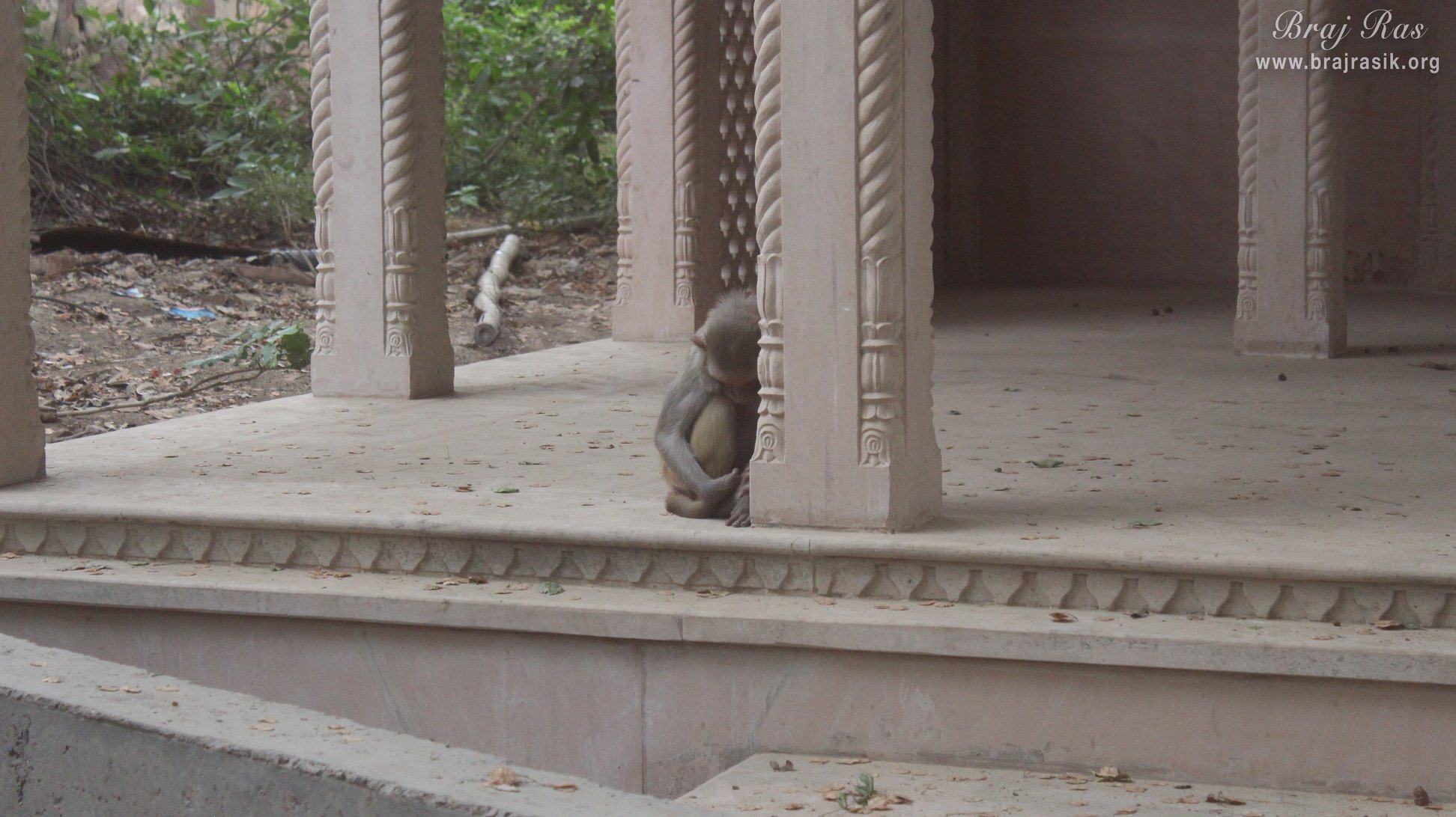 A monkey sleeping in a kuti inside forest of Madan Ter Vrindavan