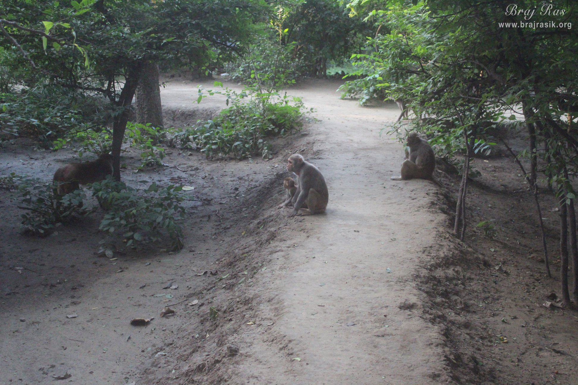 Beautiful ways of forest at Madan Ter Vrindavan