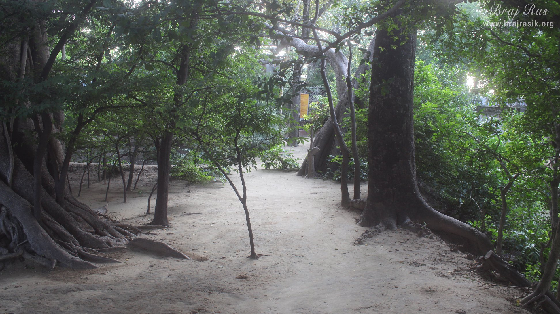 Inside view of forest at Madan Ter Vrindavan