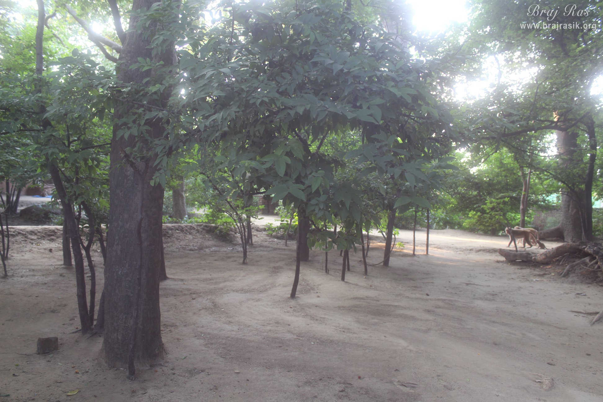 Nice view of forest at Madan Ter Vrindavan