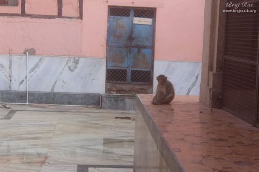 वृंदावन के श्रृंगार वट में आराम करते बंदर