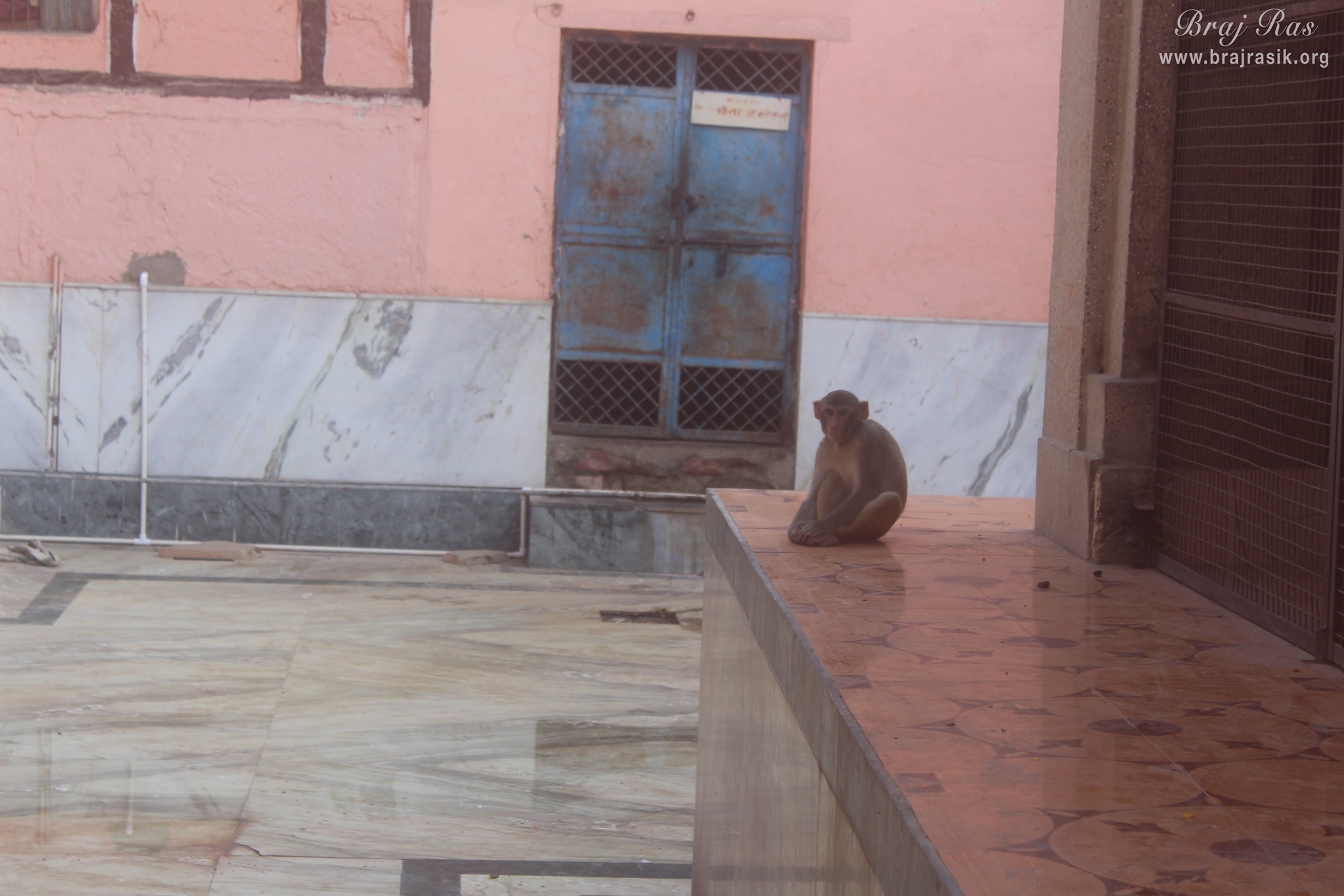 A monkey taking rest at Shringar Vat, Vrindavan