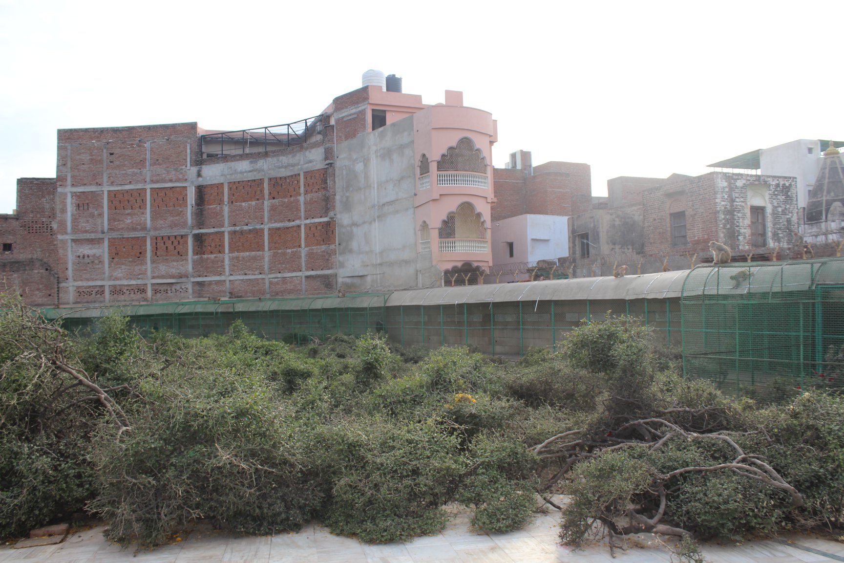View of trees and creepers inside Sewa Kunj, Vrindavan