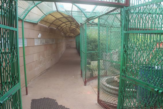 Another view of parikrama path at Sewa Kunj, Vrindavan