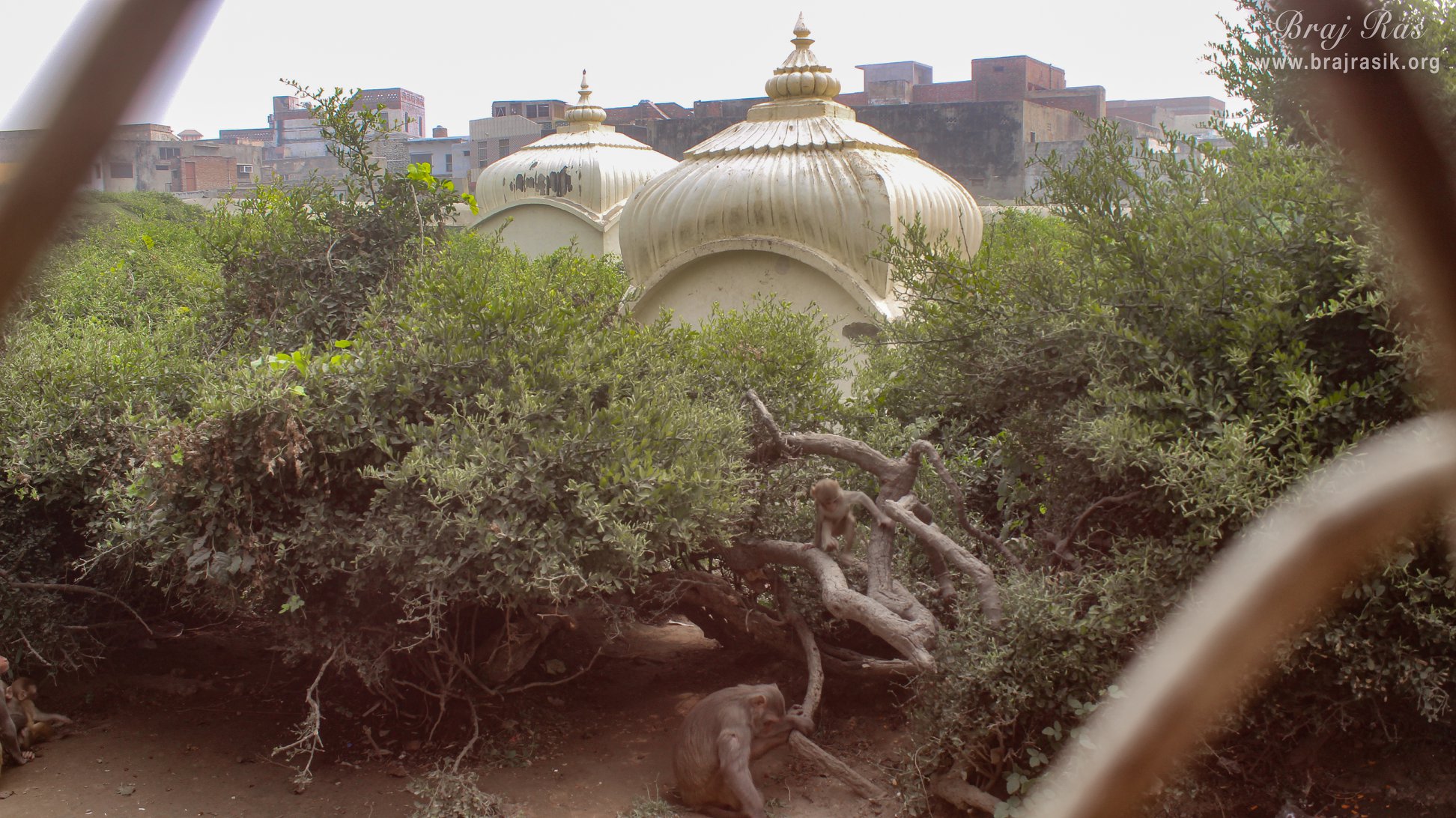 Close view of trees inside Sewa Kunj, Vrindavan