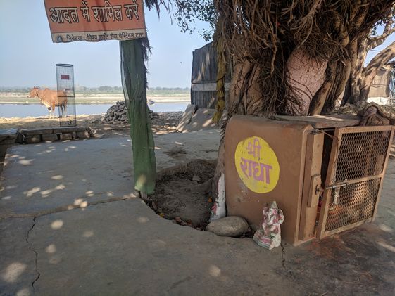 A banyan tree near Imlitala at Shri Yamuna Ji, Vrindavan