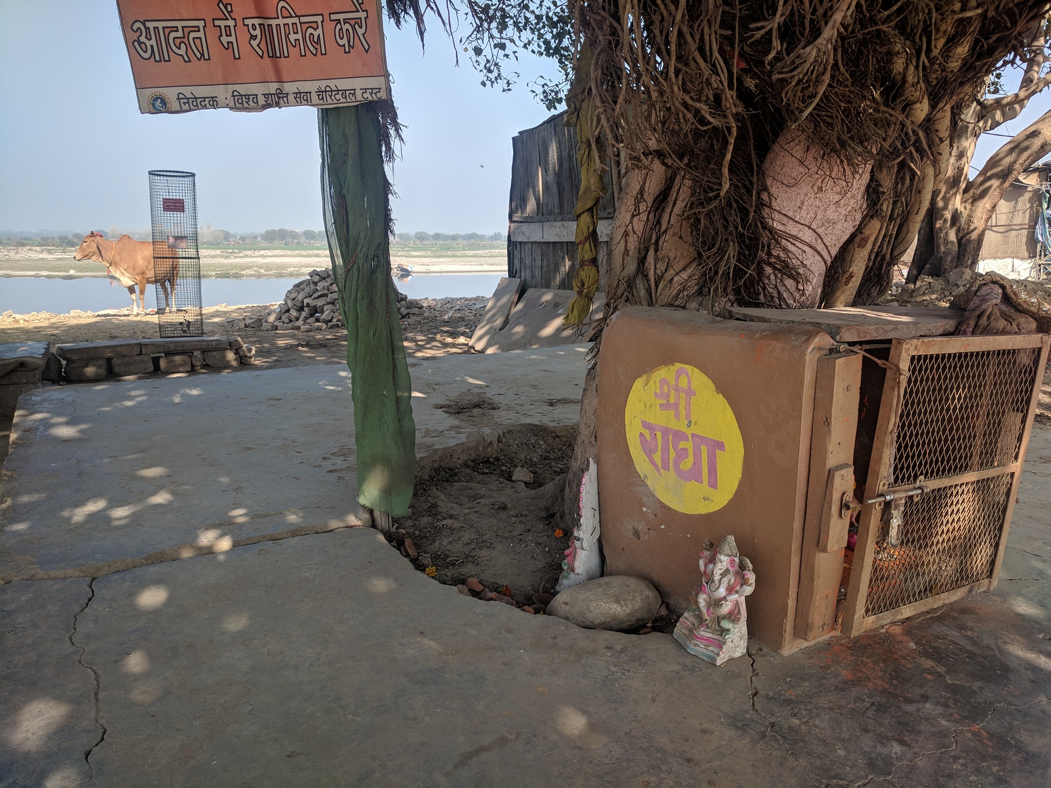 A banyan tree near Imlitala at Shri Yamuna Ji, Vrindavan