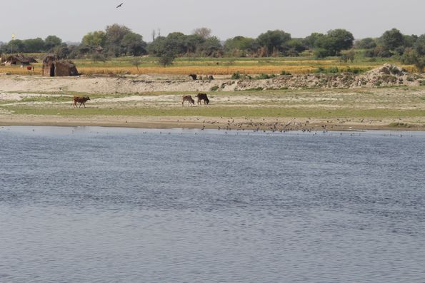 Cows grazing on the banks of Shri Yamuna Ji, Vrindavan
