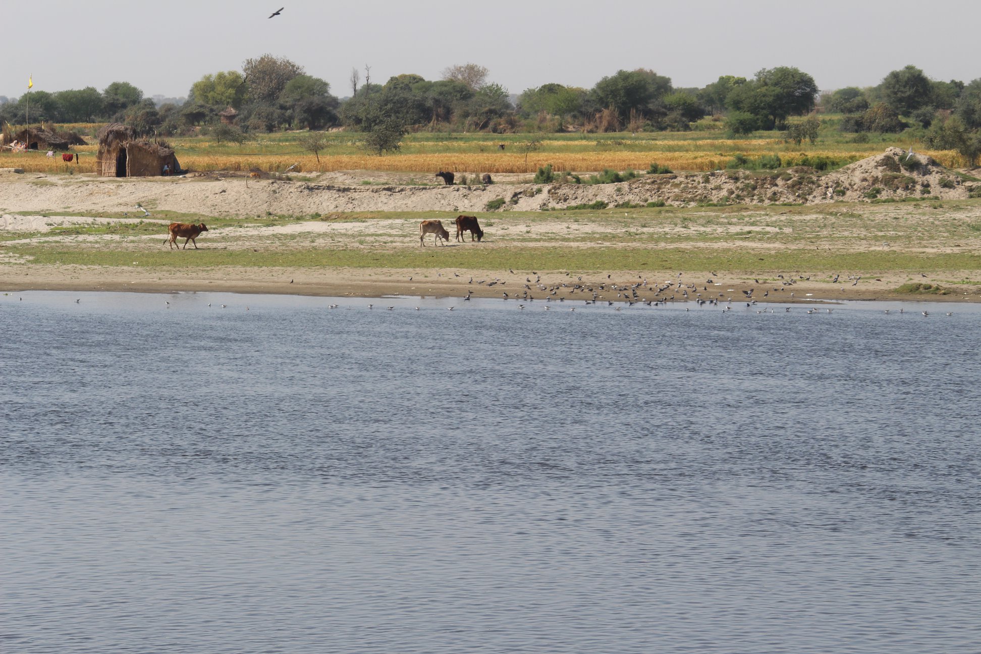Cows grazing on the banks of Shri Yamuna Ji, Vrindavan