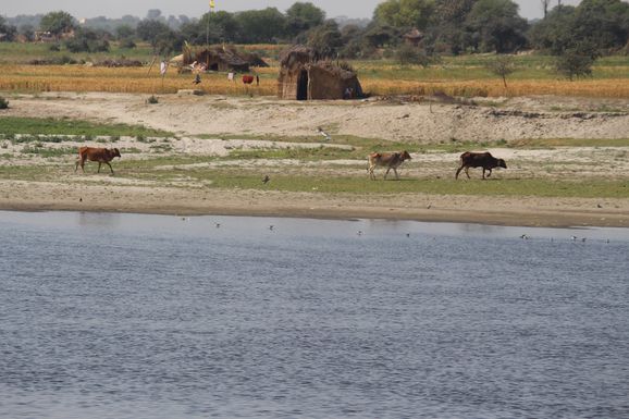 Cows roaming on the banks of Shri Yamuna Ji, Vrindavan