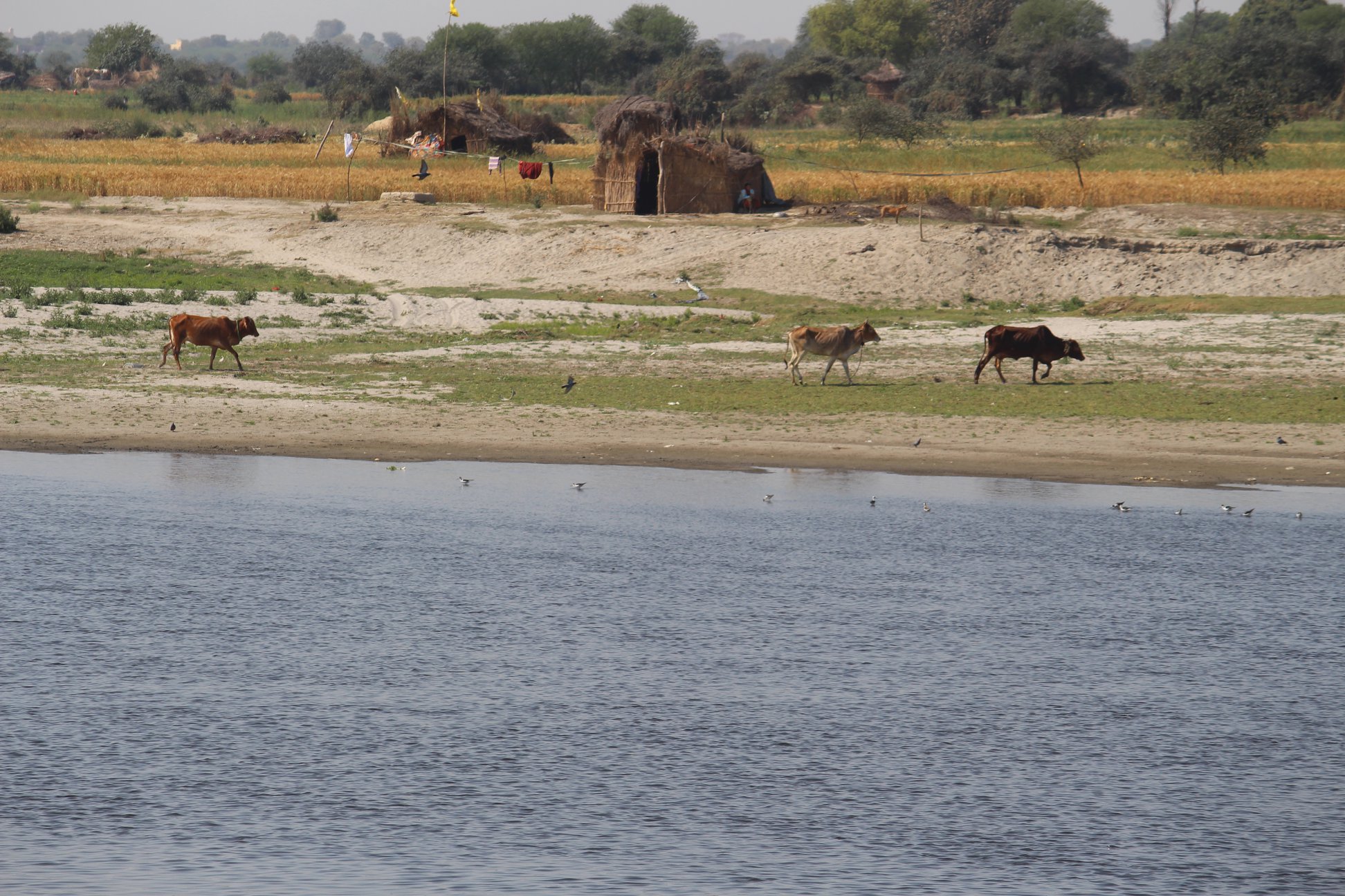 Cows roaming on the banks of Shri Yamuna Ji, Vrindavan