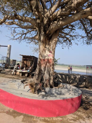A beautiful banyan tree on the banks of Shri Yamuna Ji, Vrindavan
