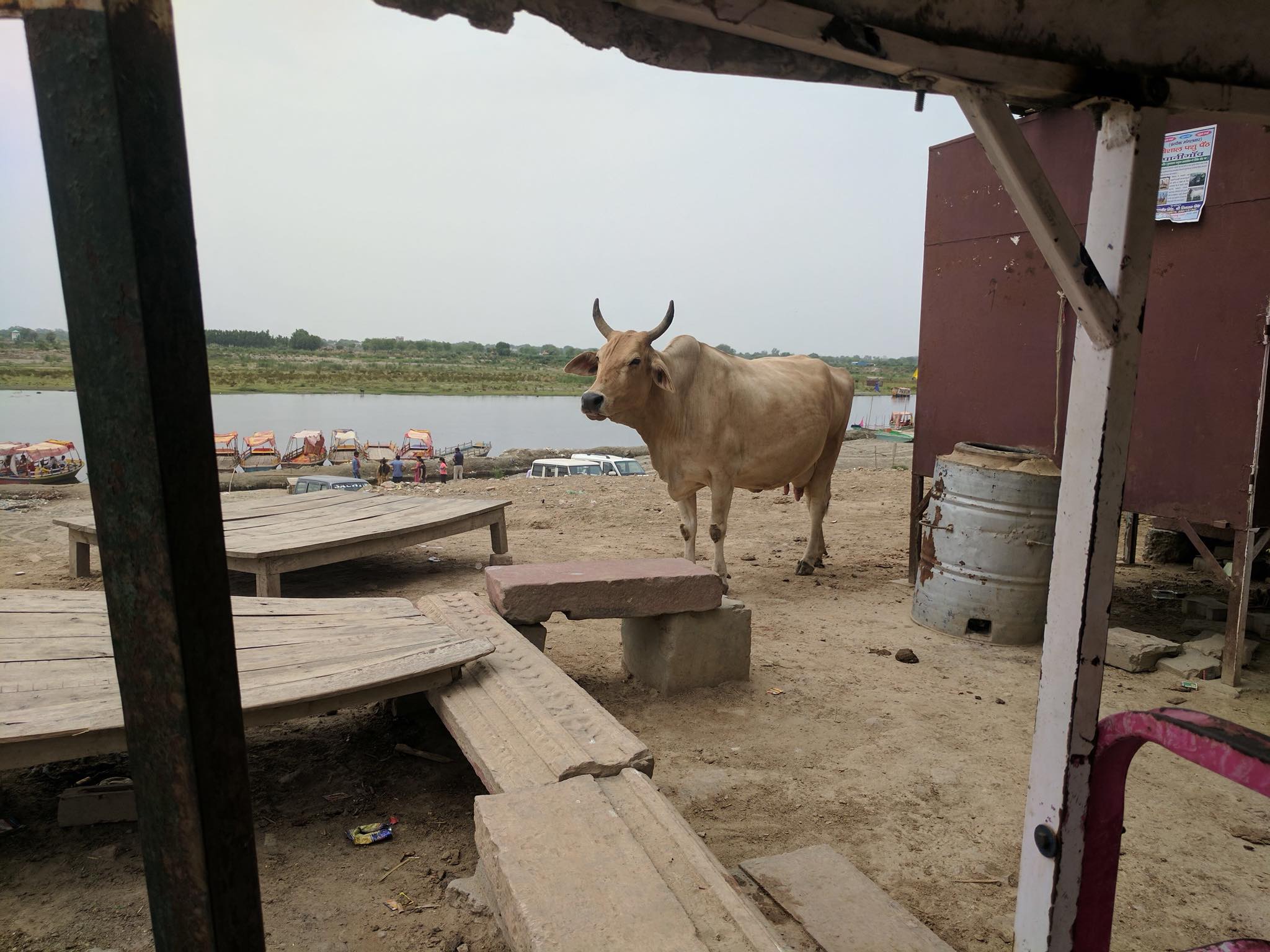 A beautiful white cow wandering on the banks of Shri Yamuna Ji, Vrindavan