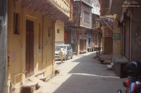 A white cow roaming in Kunj gali in Gokul Mahavan