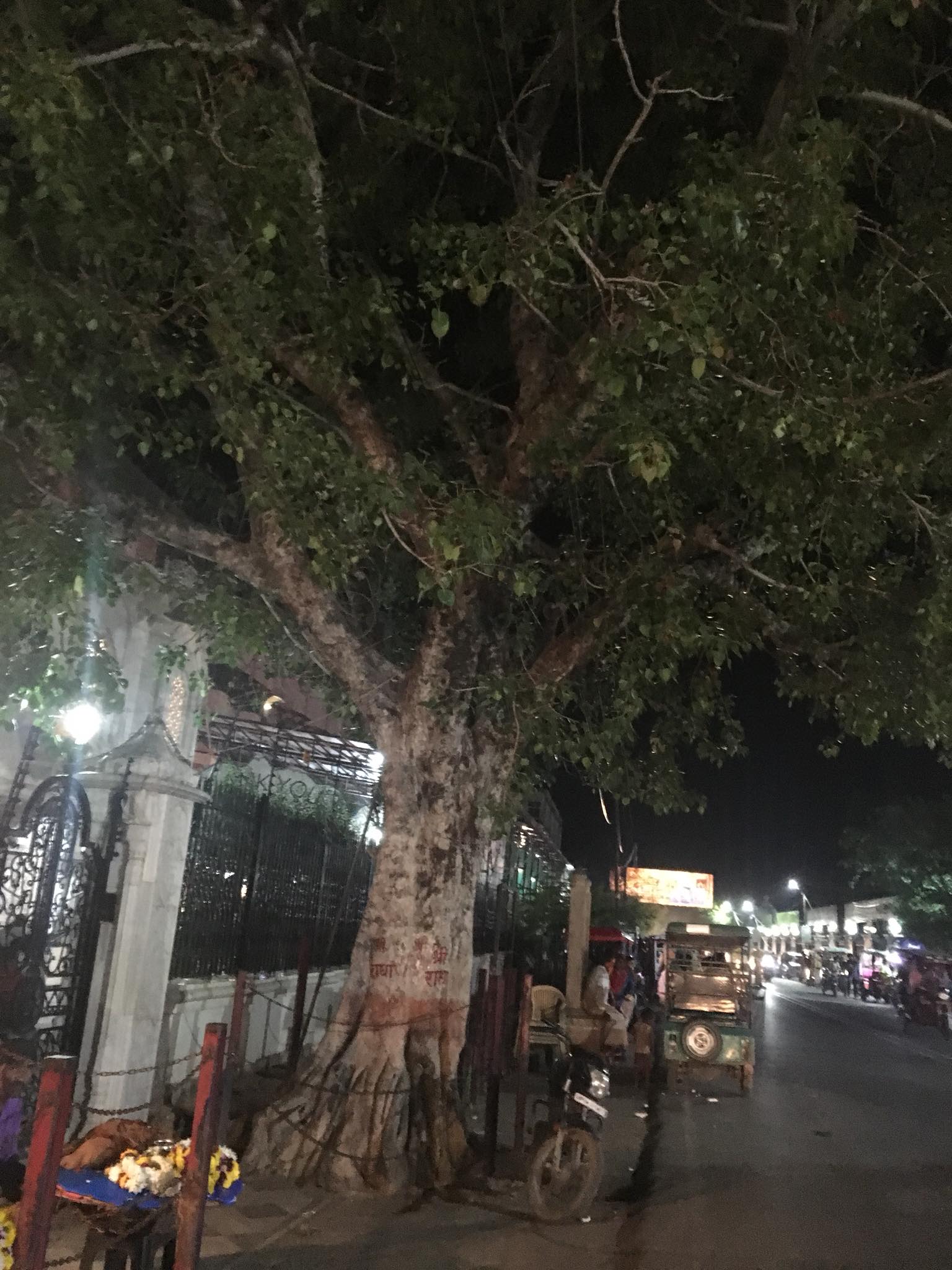 कृष्ण बलराम मंदिर (इस्कॉन), वृंदावन के द्वार पर एक सुंदर वृक्ष