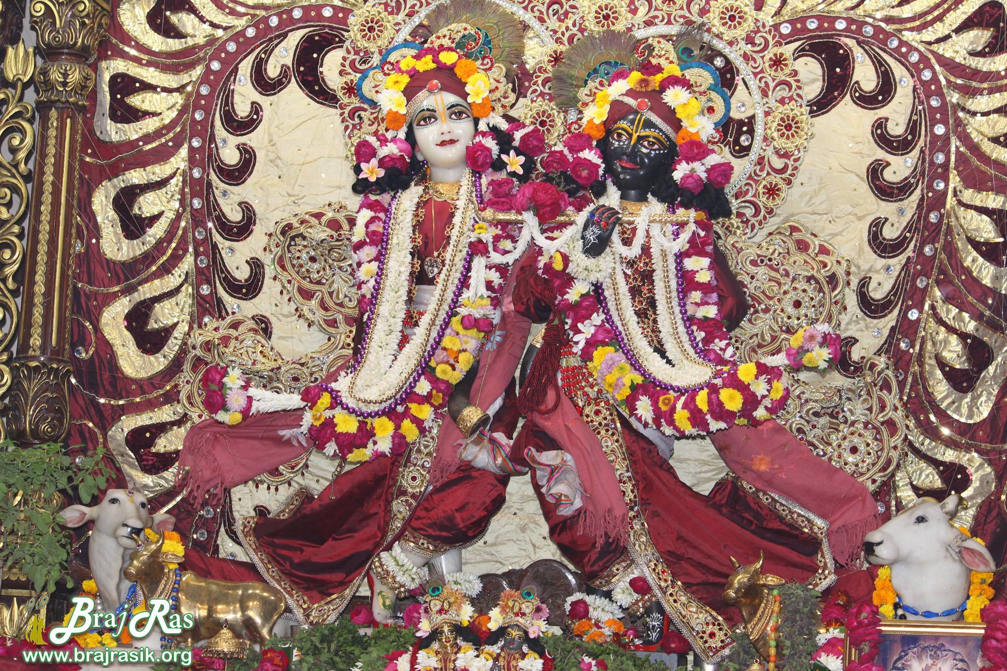 Darshan of Shri Krishna and Balram in maroon attire in Krishna Balram Temple, Vrindavan ISKCON