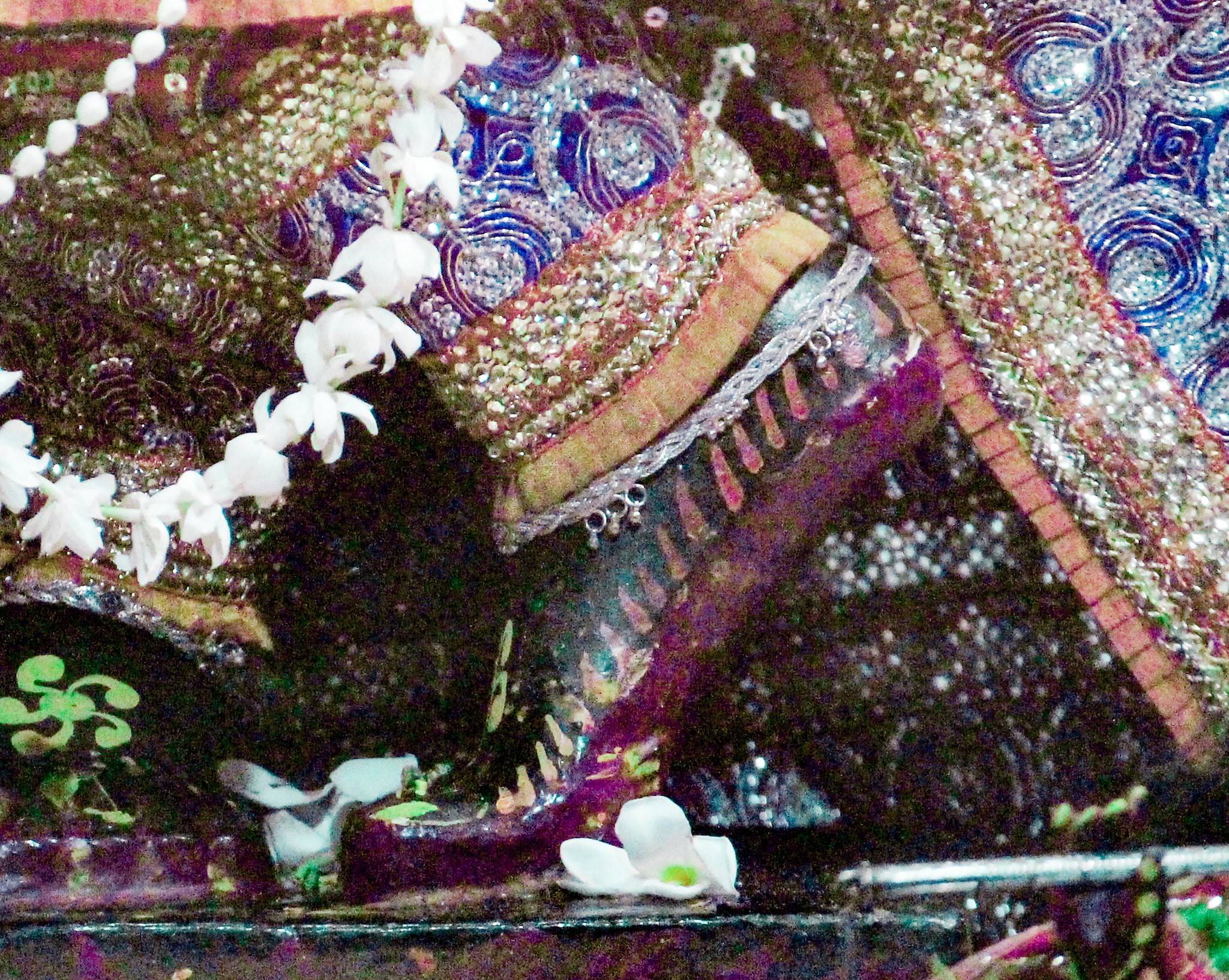 Charan darshan of Lord Krishna at Advaita Vata, Vrindavan