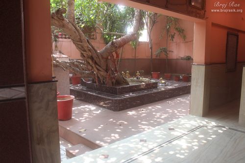 Advaita Vata tree view from inside temple at Advaita Vata, Vrindavan