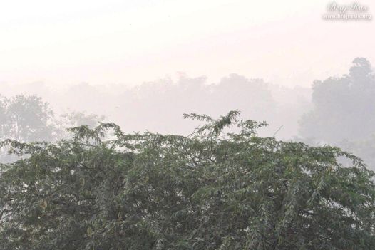 View of village forest at Uncha Gaon - Lalita Sakhi's Village