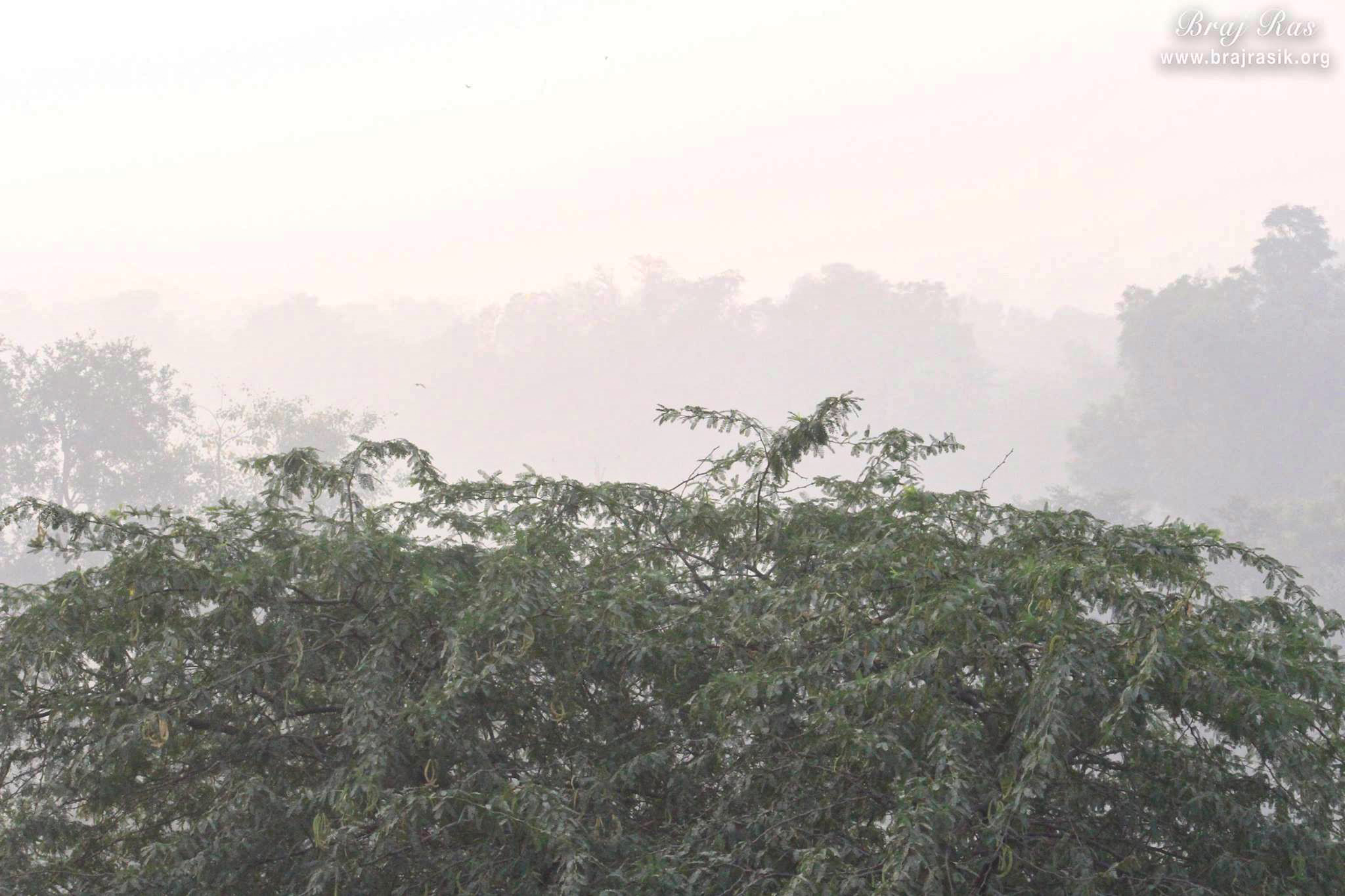 View of village forest at Uncha Gaon - Lalita Sakhi's Village
