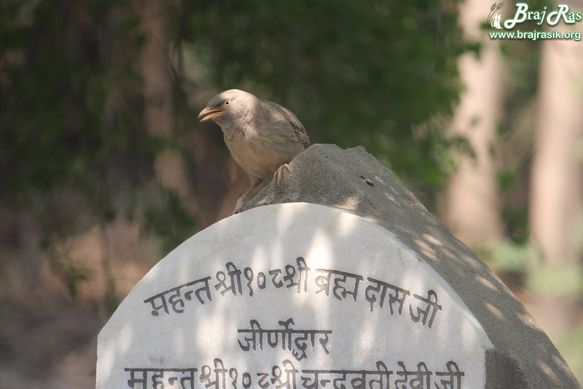 A bird resting on a samadhi at Maan Sarovar or Mana Sarovar