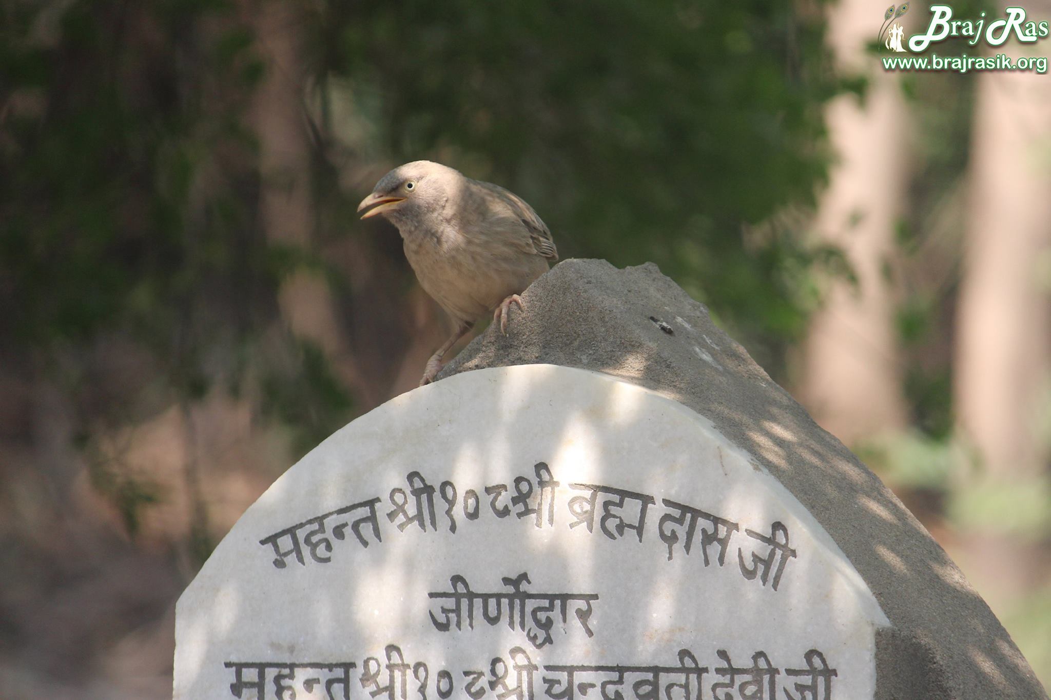 A bird resting on a samadhi at Maan Sarovar or Mana Sarovar