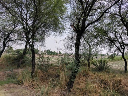 Forest and farm around Maan Sarovar or Mana Sarovar