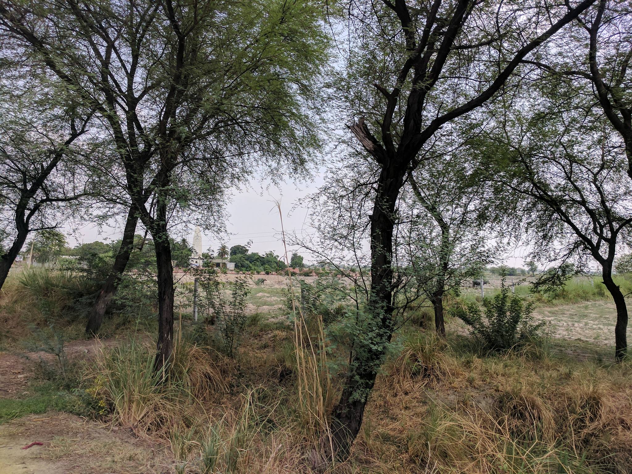 Forest and farm around Maan Sarovar or Mana Sarovar