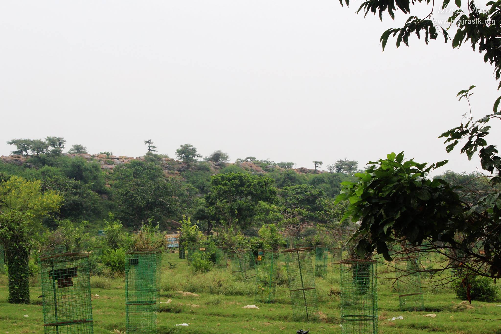 Green forests around Giriraj Govardhan, Braj