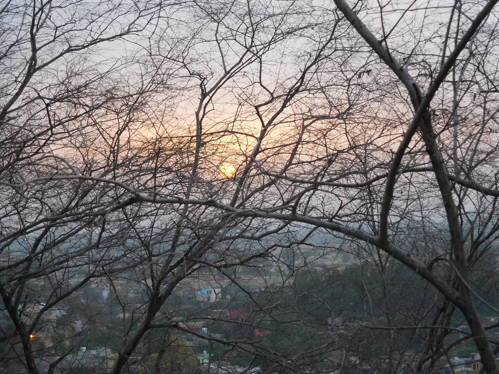 मोरकुटी, बरसाना में सूखे पेड़ों से सूर्यास्त का दृश्य
