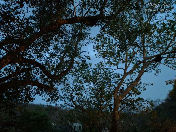 View of trees in evening at Morkuti, Barsana