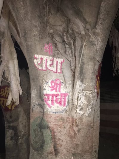 Night view of a banyan tree on which Shri Radha name is written in Vrindavan