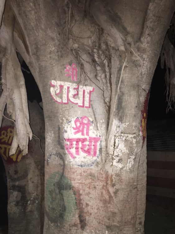 Night view of a banyan tree on which Shri Radha name is written in Vrindavan
