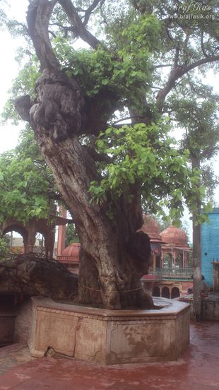 The Ancient divine tree on which Shri Krishna climbed and jumped into the Yamuna in Kaliya Deh or Kaliya Ghat, Vrindavan