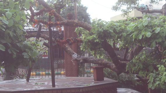 The branches of the Ancient divine tree on which Shri Krishna climbed and jumped into the Yamuna in Kaliya Deh or Kaliya Ghat, Vrindavan
