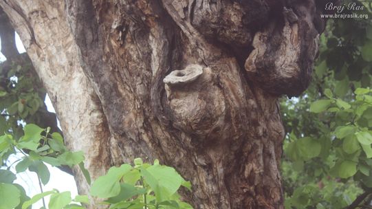A pot like shape is visible on the branch of the Ancient divine tree on which Shri Krishna climbed and jumped into the Yamuna in Kaliya Deh or Kaliya Ghat, Vrindavan