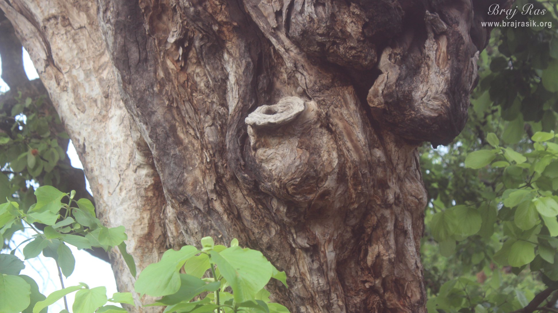 A pot like shape is visible on the branch of the Ancient divine tree on which Shri Krishna climbed and jumped into the Yamuna in Kaliya Deh or Kaliya Ghat, Vrindavan