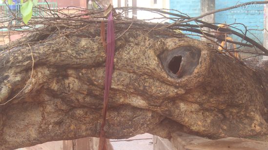 View of the branch of the Ancient divine tree on which Shri Krishna climbed and jumped into the Yamuna in Kaliya Deh or Kaliya Ghat, Vrindavan