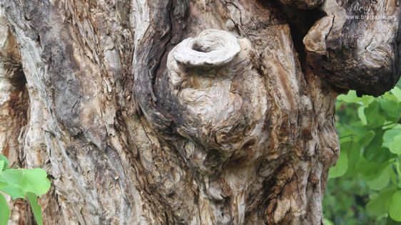 Close view of the pot on the branch of the Ancient divine tree on which Shri Krishna climbed and jumped into the Yamuna in Kaliya Deh or Kaliya Ghat, Vrindavan